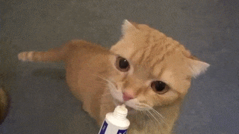 cat-toothpaste