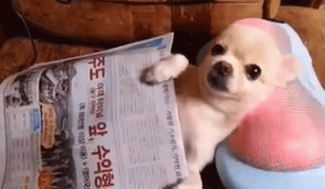 Cachorro deitado no sofá usando uma massageador.